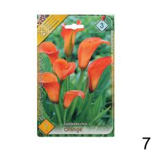 Zantedeschia mix s rôznymi farbami kvetov.