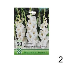 Veľký balík - zmiešané gladioly