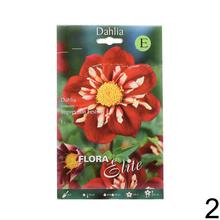 Zmes cibuľovín Dahlia EXCLUSIVE