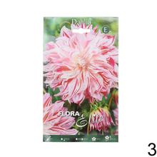 Zmes cibuľovín Dahlia EXCLUSIVE