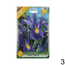 Sada cibuľovín IRIS MIX s rôznymi farbami kvetov.