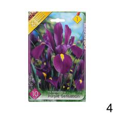 Sada cibuľovín IRIS MIX s rôznymi farbami kvetov.