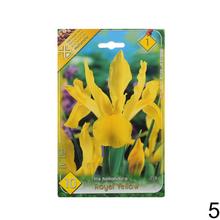 Sada cibuľovín IRIS MIX s rôznymi farbami kvetov.