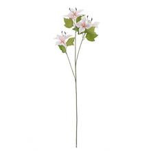 KS CLEMATIS RUŽOVÝ, ZELEŇ 74CM - FLORASYSTEM