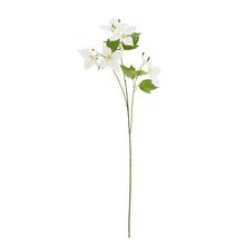 KS CLEMATIS BIELY, ZELEŇ 74CM - FLORASYSTEM