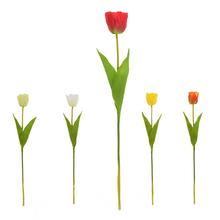 KS TULIPÁN, MIX/5F 54CM - FLORASYSTEM