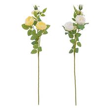 KS RUŽA ŠÍPOVÁ MIX/2F 68CM - FLORASYSTEM