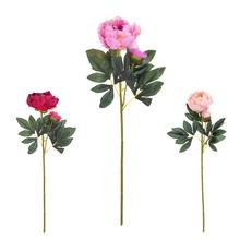 KS PIVONIA S PUKOM MIX/3F 70cm - FLORASYSTEM