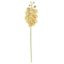 KS ORCHIDEA PHALAENOPSIS BLEDO ŽLTÁ, RUŽOVÝ MELÍR 73CM - FLORASYSTEM