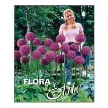 ALLIUM Globemaster 1ks - FLORASYSTEM