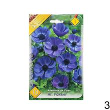 Cibuľoviny Anemone de Caen - Hollandia