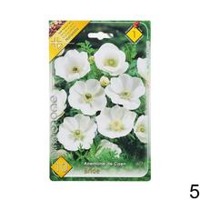 Cibuľoviny Anemone de Caen - Hollandia