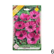 Cibuľoviny Anemone de Caen - Hollandia