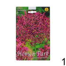 Zmes cibúľ Allium Mix II s farebnými kvetmi.