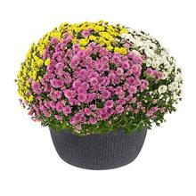 Misa Linetto v stonovej čiernej farbe