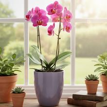 Fialový keramický obal na kvety