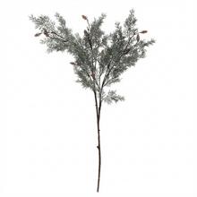 KONÁR TUJA,ŠIŠKY SIVO-ZELENÁ 80CM - FLORASYSTEM