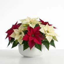 Vianočné - Umelé kvety | FLORASYSTEM