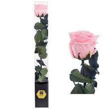 Ruža preparovaná so stonkou BABY PINK, 50cm/ks - FLORASYSTEM