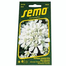 LÚČOVKA BIELA KRAJKA 1g - FLORASYSTEM