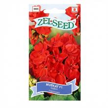 PELARGONIA KRÚŽ F1 TM ČERVENÁ 8s  - FLORASYSTEM