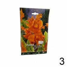 CIBUĽOVINY CANNA exclusive - balenie s gladiolmi