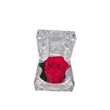 Ruža preparovaná v krabičke červená