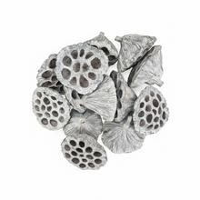 3378 Lotos 6-8cm bielený 12ks - FLORASYSTEM