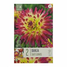 Balenie cibuľovín DAHLIA TAHITI SUNRISE.
