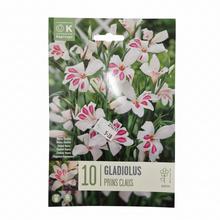Balenie cibuľovín GLADIOL PRINS CLAUS, 10 kusov.