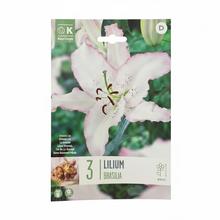 Sada cibuľovín ĽALIA BRASILIA 3ks