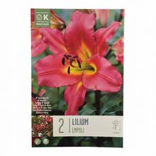 Sada cibuľovín ĽALIA EMPOLI 3ks