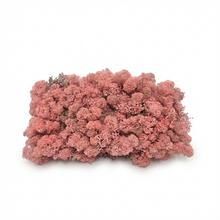 Preparovaný mach v boxe 500g so SOBOM