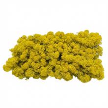 Preparovaný mach v boxe 500g so SOBOM