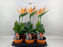 STRELITZIA Nicolai +um.kvet 13/35cm - FLORASYSTEM