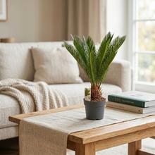 CYCAS REVOLUTA.