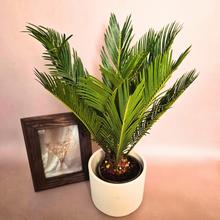 CYCAS REVOLUTA.