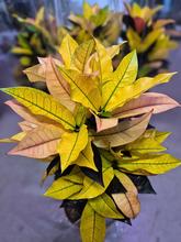 Rastlina CODIAEUM var. KL 'Mrs Iceton' 19 v kvetináči.