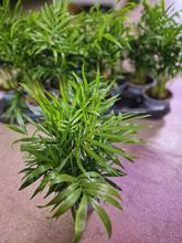 CHAMAEDOREA ELEGANS 9/45cm - FLORASYSTEM