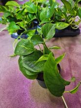 SCINDAPSUS/Epipremnum pinn./MIX 12/20cm - FLORASYSTEM