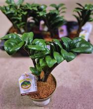 ZAMIOCULCAS ZENZI 9/25cm - FLORASYSTEM