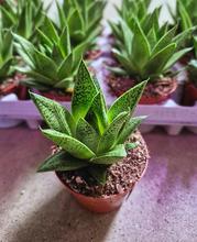 GASTERRIA  8,5/10cm - FLORASYSTEM