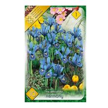 IRIS retik.HARMONY 10ks - FLORASYSTEM