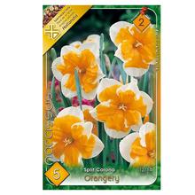 NARCIS Orangery 5ks - FLORASYSTEM