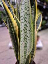 Sansevieria tri. Laurentti v kvetináči
