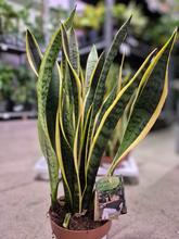 Sansevieria tri. Laurentti v kvetináči