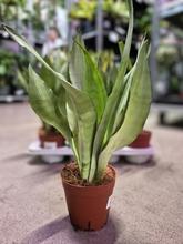 SANSEVIERIA trifa. 'Moonshine' 14/50cm - FLORASYSTEM
