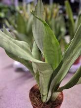 Rastlina SANSEVIERIA trifa. 'Moonshine' v kvetináči.