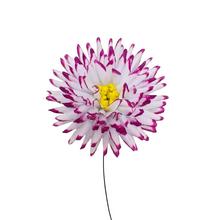 GEORGÍNA VOSKOVÁ 12cm  - FLORASYSTEM