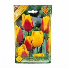 TULIPÁN Kees Nelis 6ks - FLORASYSTEM